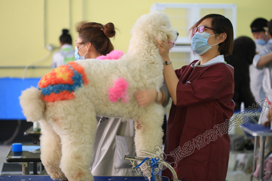 寵物美容學校