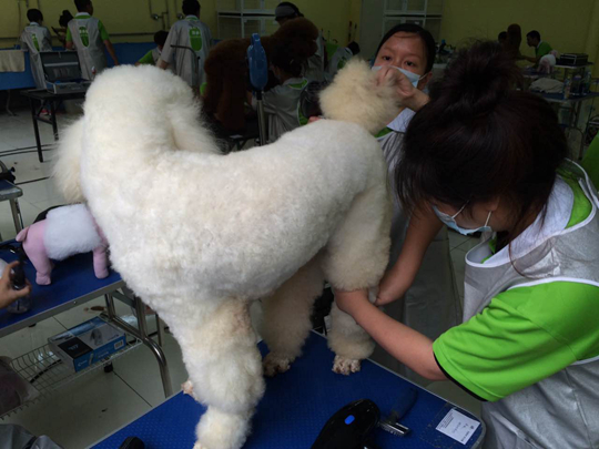 寵物美容學校