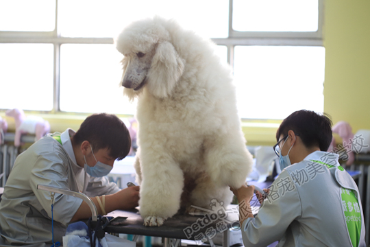 寵物美容師