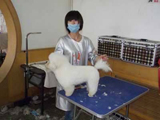 2011年第三期比熊犬美容實操課