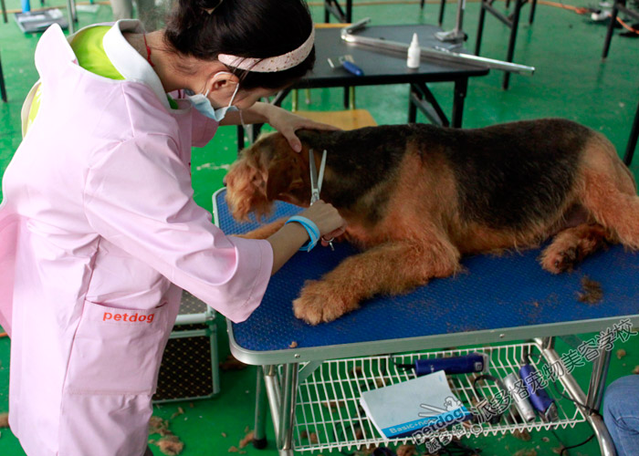 梗犬美容實操