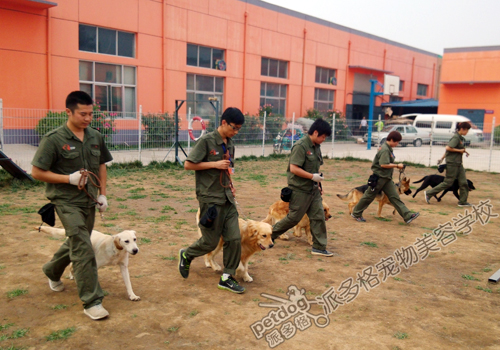 派多格訓犬師