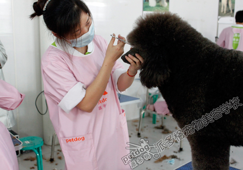 派多格寵物美容師