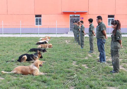 派多格訓犬師