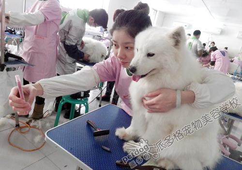 派多格寵物美容師