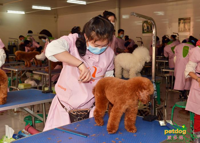 派多格寵物美容師